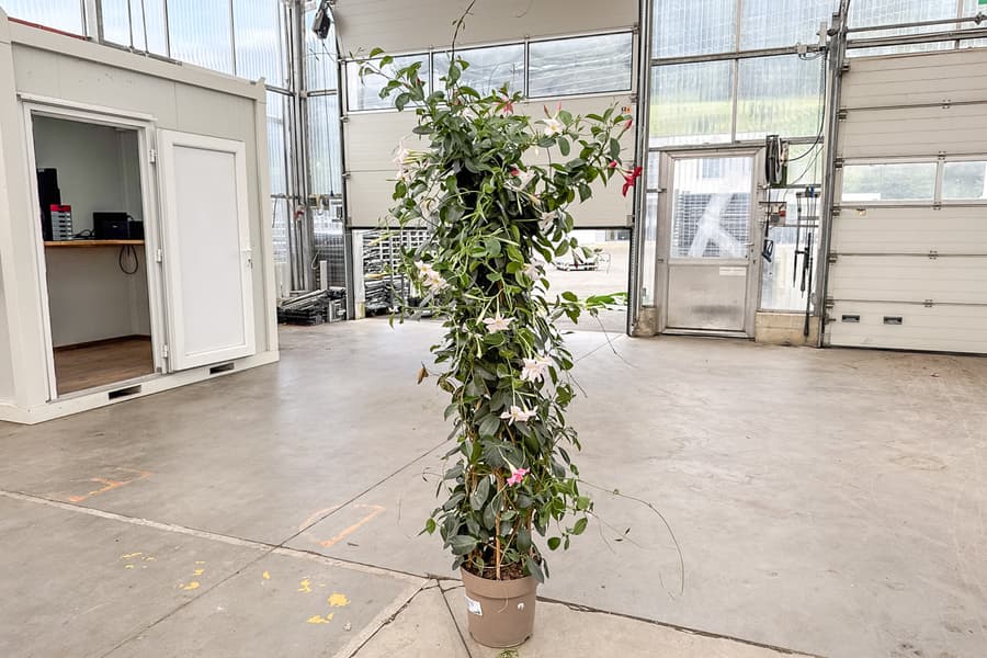 Grünpflanze Dipladenia